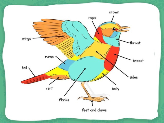 Chapter 1 An Introduction to Birds (Year 3) Blog Hill Mead Primary
