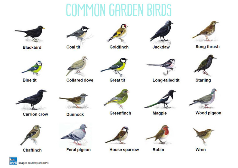 Chapter 3: A British Bird Spotters Guide (Year 3) - Blog - Hill Mead ...