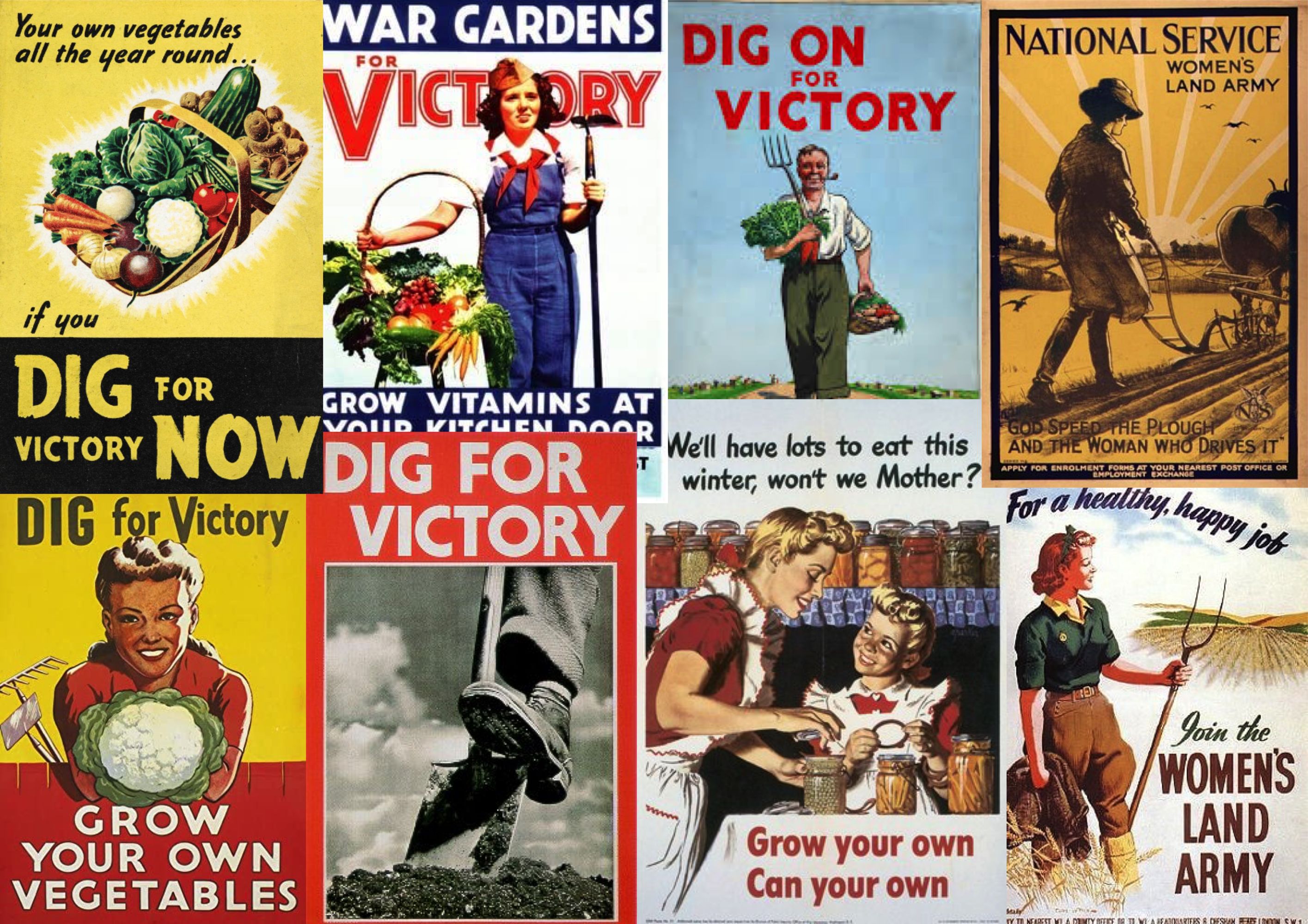 The Home Front - Dig for Victory (Year 6) - Blog - Hill Mead Primary School